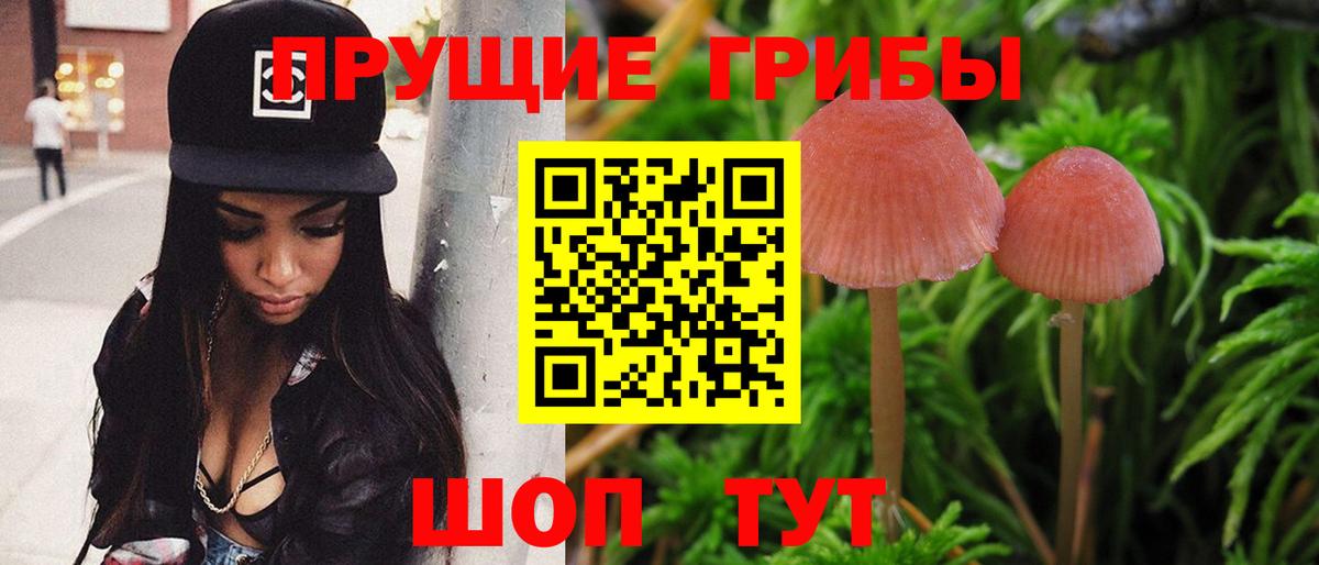 Псилоцибиновые грибы прущие грибы  где продают   Людиново  Вход с VPN  Галлюциногенные грибы Psilocybe 